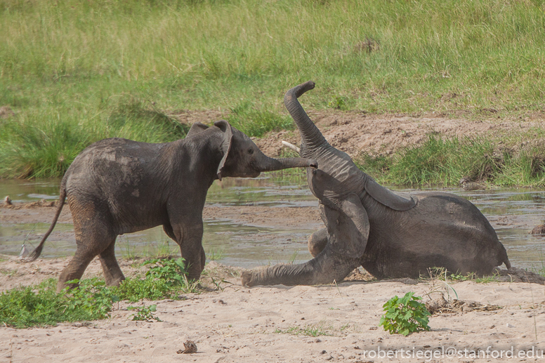 elephants